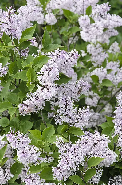 508188 - Manchurian lilac (Syringa pubescens subsp. patula 'Miss Kim')