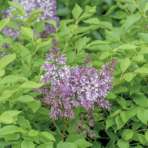 558248 - Manchurian lilac (Syringa pubescens subsp. patula 'Miss Kim')