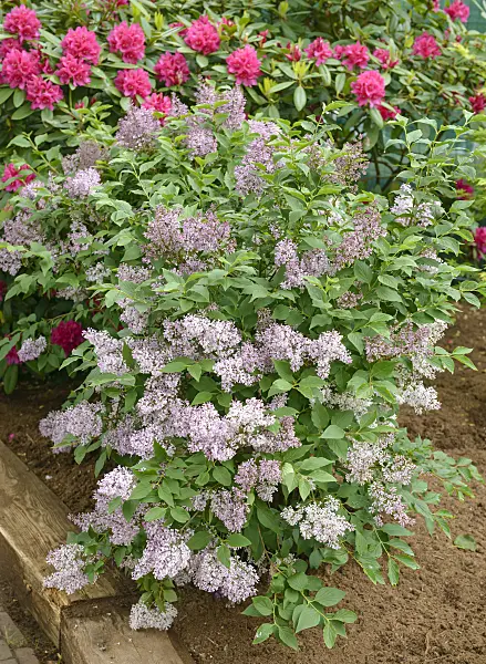558249 - Manchurian lilac (Syringa pubescens subsp. patula 'Miss Kim')