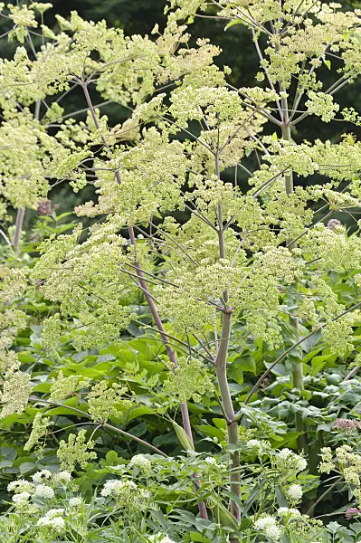 486204 - Manchurian spikenard (Aralia continentalis)