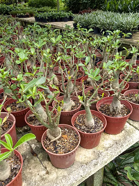 434120 - Mandai Orchid Garden, Singapore