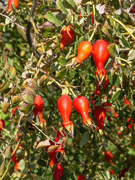 441155 - Mandarinrose (Rosa moyesii)