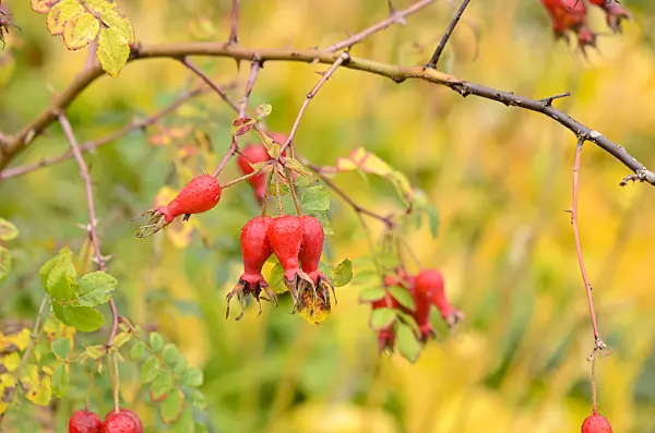 525131 - Mandarinrose (Rosa moyesii)