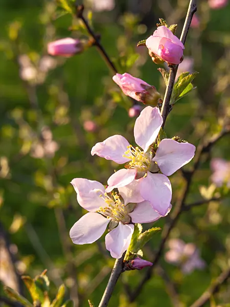 436247 - Mandelbäumchen (Prunus triloba)