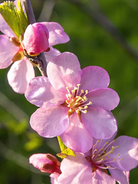 436274 - Mandelbäumchen (Prunus triloba)