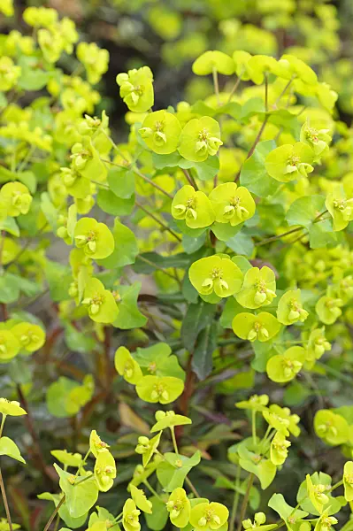 472065 - Mandelblättrige Wolfsmilch (Euphorbia amygdaloides 'Purpurea')