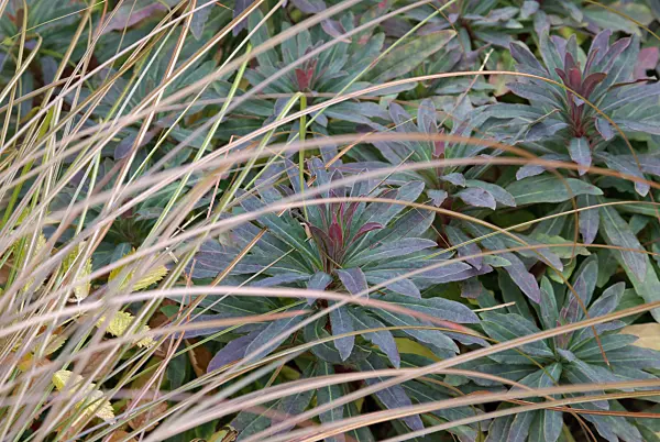 463095 - Mandelblättrige Wolfsmilch (Euphorbia amygdaloides 'Purpurea') und Neuseeland-Segge (Carex tenuiculmis)