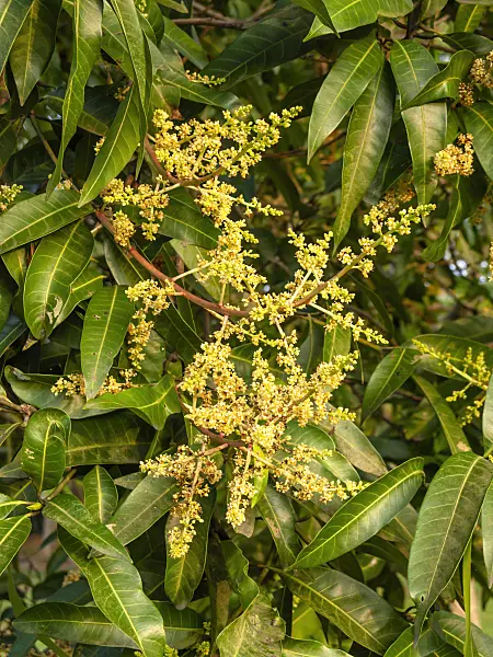 434282 - Mango (Mangifera indica)