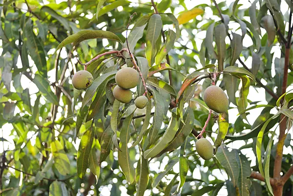 525492 - Mango (Mangifera indica)