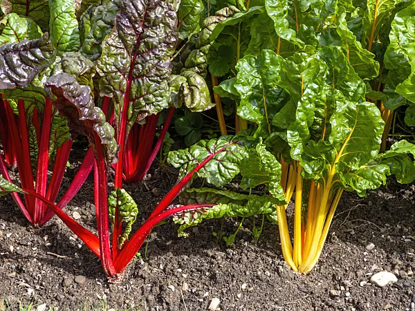450024 - Mangold (Beta vulgaris var. cicla)