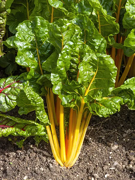 450026 - Mangold (Beta vulgaris var. cicla)