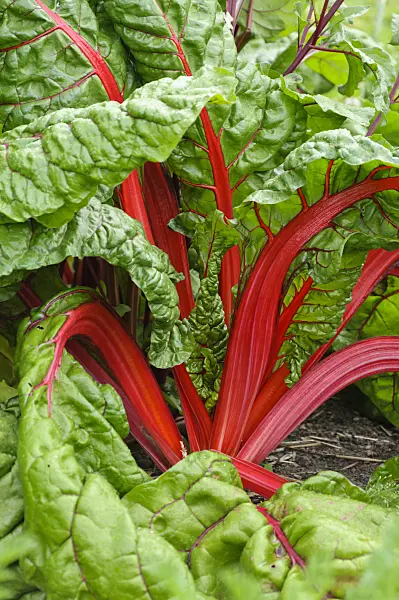 486088 - Mangold (Beta vulgaris var. cicla)