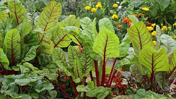 511356 - Mangold (Beta vulgaris var. cicla)