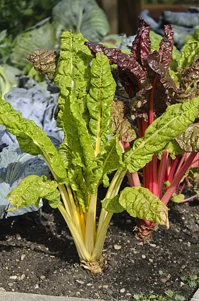 572078 - Mangold (Beta vulgaris var. cicla)