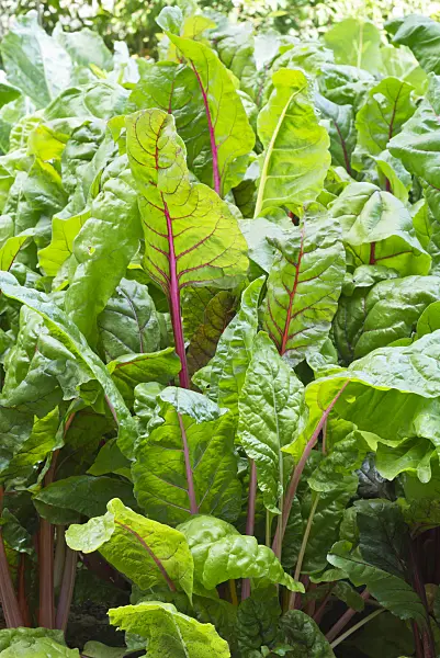 595018 - Mangold (Beta vulgaris var. cicla)
