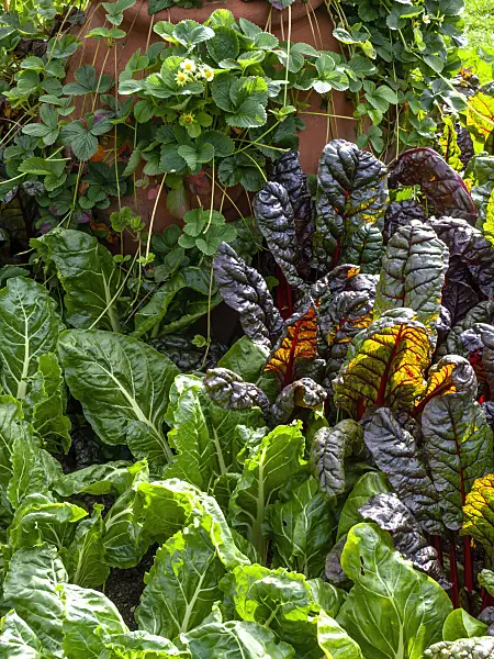 450027 - Mangold (Beta vulgaris var. cicla) and garden strawberry (Fragaria x ananassa 'Weisse Ananas')