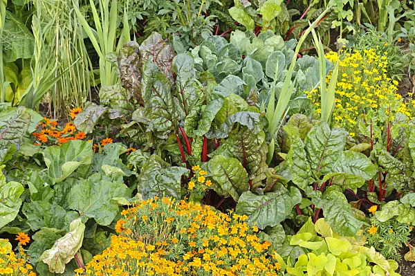 475103 - Mangold (Beta vulgaris var. cicla) and marigolds (Tagetes)