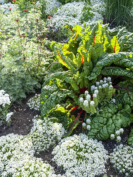462105 - Mangold (Beta vulgaris var. cicla) and sweet alyssum (Lobularia maritima)