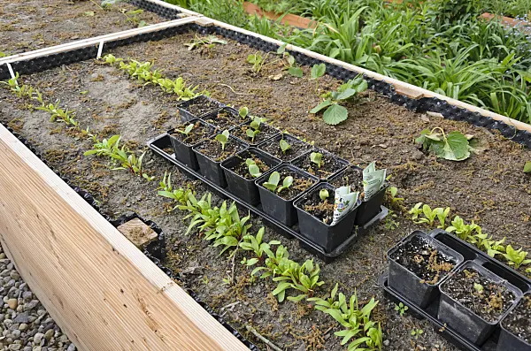 544108 - Mangold (Beta vulgaris var. cicla) and winter squashes (Cucurbita maxima) in a raised bed