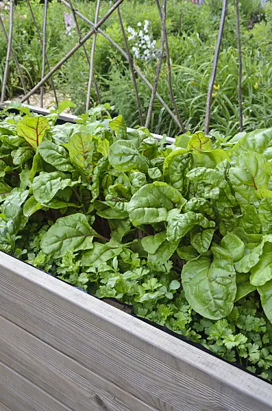 534042 - Mangold (Beta vulgaris var. cicla) in a raised bed