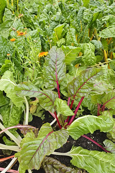 487247 - Mangold (Beta vulgaris var. cicla 'Rhubarb Chard') and pot marigold (Calendula officinalis)