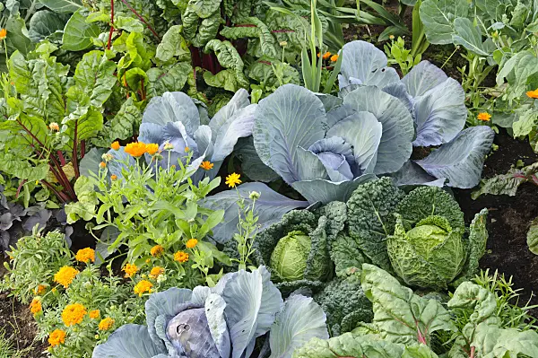 475102 - Mangold (Beta vulgaris var. cicla), Rotkohl (Brassica oleracea var. capitata f. rubra), Weißkohl (Brassica oleracea var. capitata f. alba), Ringelblume (Calendula officinalis) und Studentenblumen (Tagetes)