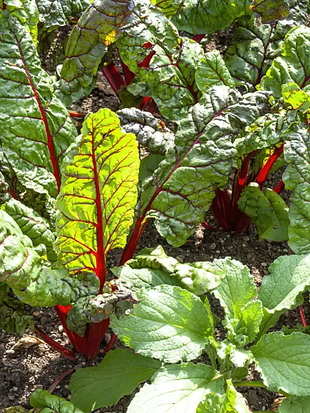 439177 - Mangold (Beta vulgaris var. cicla 'Vulkan')
