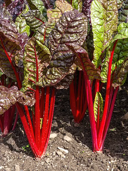 450025 - Mangold (Beta vulgaris var. cicla 'Vulkan')