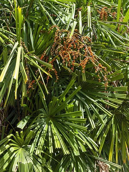 434323 - Mangrove fan palm (Licuala spinosa)