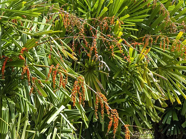 434324 - Mangrove fan palm (Licuala spinosa)