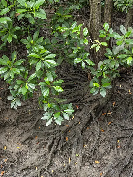 411107 - Mangrove (Rhizophora)