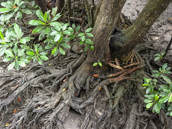 411108 - Mangrove (Rhizophora)