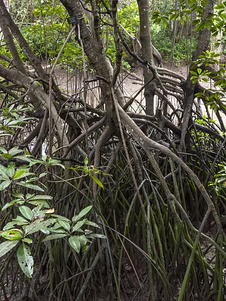 411109 - Mangrove (Rhizophora apiculata)