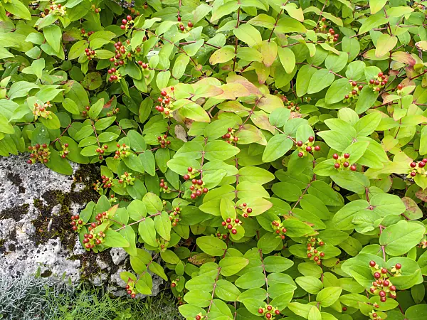 450017 - Mannsblut (Hypericum androsaemum)