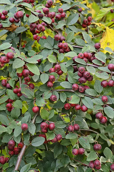 476252 - Many-flowered cotoneaster (Cotoneaster multiflorus)