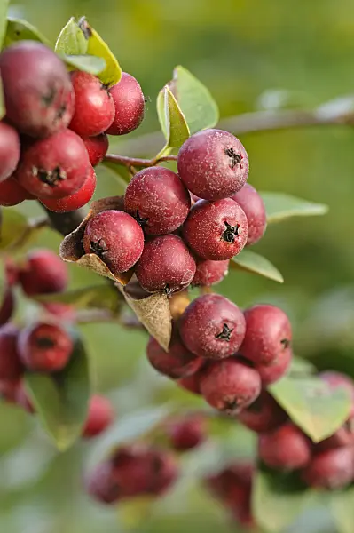 476253 - Many-flowered cotoneaster (Cotoneaster multiflorus)