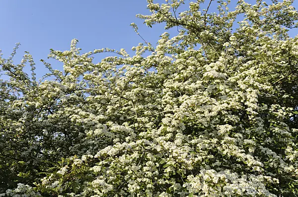 496034 - Many-flowered cotoneaster (Cotoneaster multiflorus)