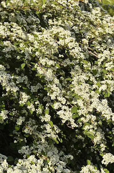 496035 - Many-flowered cotoneaster (Cotoneaster multiflorus)