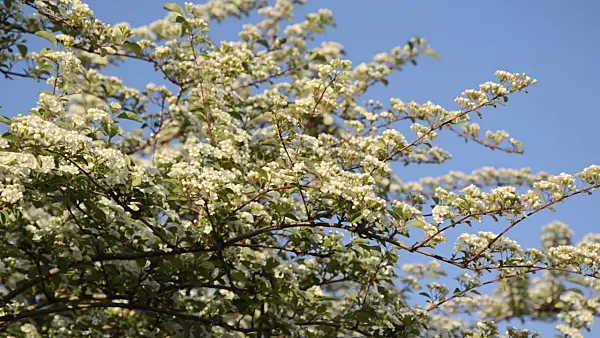 496040 - Many-flowered cotoneaster (Cotoneaster multiflorus)