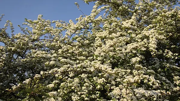 496041 - Many-flowered cotoneaster (Cotoneaster multiflorus)