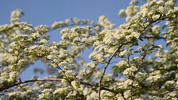 496042 - Many-flowered cotoneaster (Cotoneaster multiflorus)