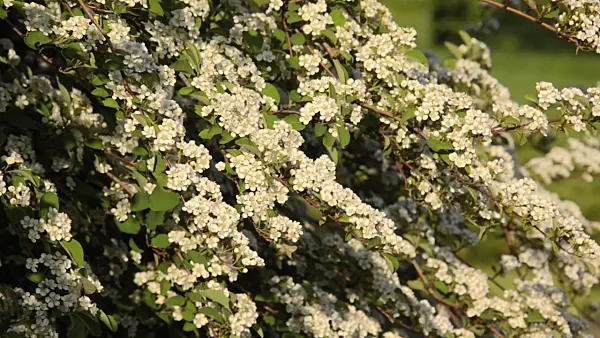 496043 - Many-flowered cotoneaster (Cotoneaster multiflorus)