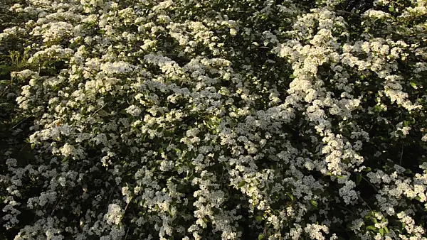 496044 - Many-flowered cotoneaster (Cotoneaster multiflorus)