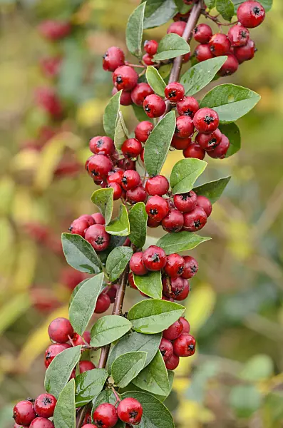 524159 - Many-flowered cotoneaster (Cotoneaster multiflorus)