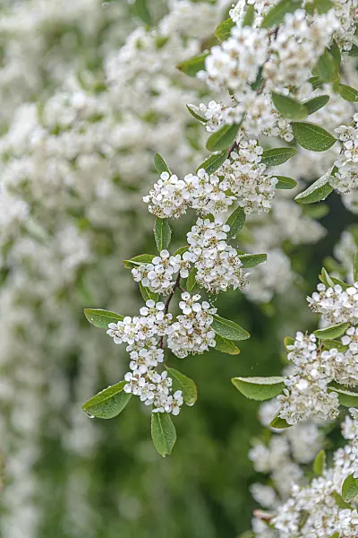 616201 - Many-flowered cotoneaster (Cotoneaster multiflorus)