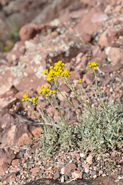 508256 - Many-lobed groundsel (Packera multilobata syn. Senecio multilobatus)