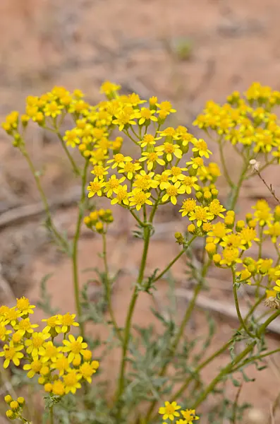 508299 - Many-lobed groundsel (Packera multilobata syn. Senecio multilobatus)