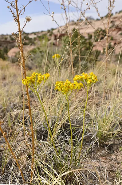 508307 - Many-lobed groundsel (Packera multilobata syn. Senecio multilobatus)