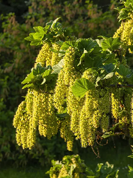 460064 - Manyflower currant (Ribes multiflorum)