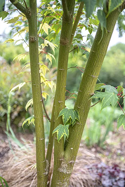 607001 - Maple (Acer pectinatum 'Sparkling')